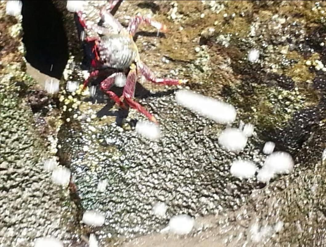 Maspalomas Casa La Loba Dış mekan fotoğraf